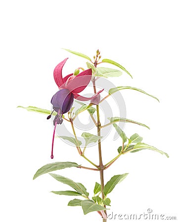 Hardy Fuchsia Stock Photo