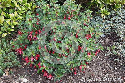 A Hardy Fuchsia plant which is a species of Evening Primrose also known as a Fuchsia Stock Photo