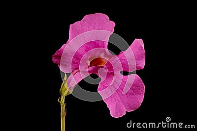 Hardy Gloxinia (Incarvillea delavayi). Flower Closeup Cartoon Illustration