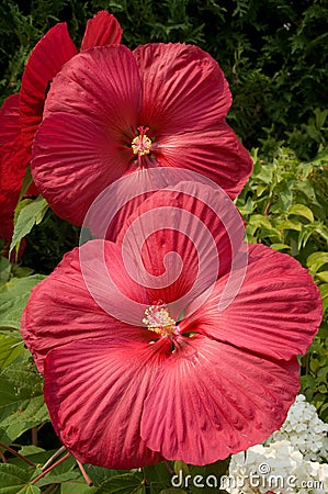 Hardy Hibiscus (Hibiscus moscheutos) Stock Photo