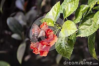 Hardy hibiscus Luna Red flower with butterfly - Latin name - Hibiscus moscheutos Luna Red Stock Photo