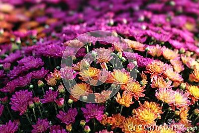 Hardy mum flower Stock Photo