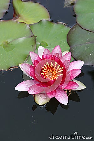 Hardy water lily Stock Photo