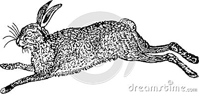 Hare Vector Illustration