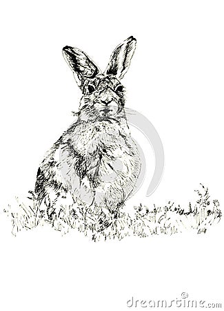 The Hare Cartoon Illustration