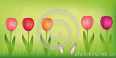 Hare ears hide in the lawn between colorful tulips on green spring background Vector Illustration