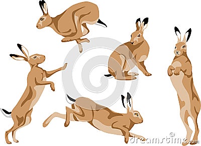 Hare Vector Illustration