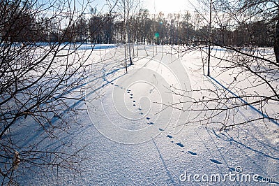 Hare foot traces in the snow, Rabbit tracks and winter field landscape Stock Photo