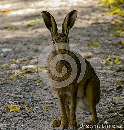 Hare in Springtime in the Dorset countryside. Stock Photo