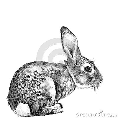 The hare in full growth sits sideways sketch vector Vector Illustration