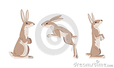 Hare or Jackrabbit as Animal with Long Ears and Grayish Brown Coat in Sitting and Jumping Pose Vector Set Vector Illustration