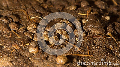 Hare Poop Stock Photo