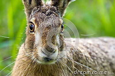 Hare Portrait Stock Photo