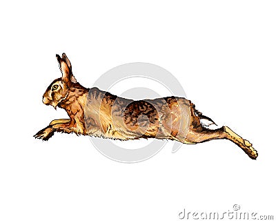 Hare, rabbit from a splash of watercolor, colored drawing, realistic Vector Illustration