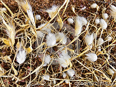 Hare`s tail grass white fluffy flowers, also called Bunny Tail g Stock Photo