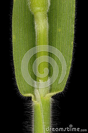 Hare's Tail (Lagurus ovatus). Culm and Leaf Sheath Closeup Cartoon Illustration