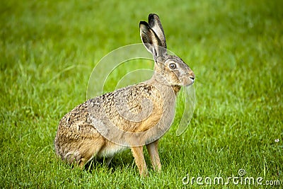 Hare sitting in green field Stock Photo