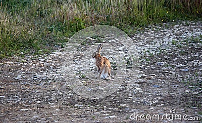 Hare standing at the edge of a field Stock Photo