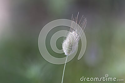 Hare tail grass Lagurus ovatus Stock Photo