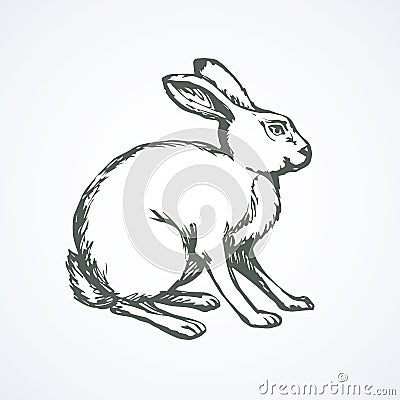 Hare. Vector drawing Vector Illustration