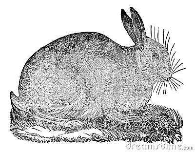 Hare, vintage engraving Vector Illustration