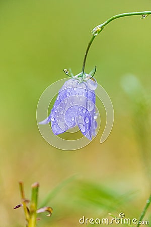 Harebell in morning dew Stock Photo