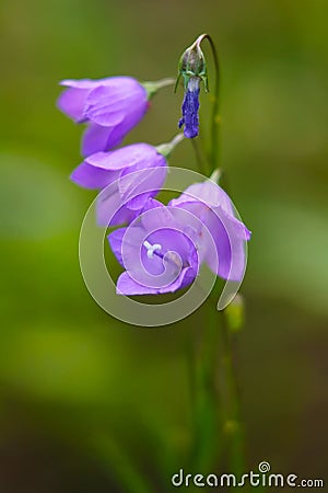 Harebell wildflowers Stock Photo