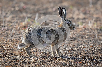 Hare disambiguation, Stock Photo
