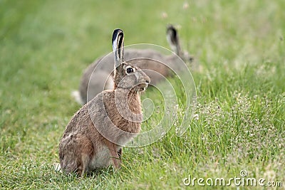 Hares in the wild. Stock Photo