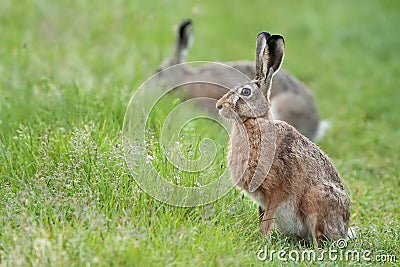 Hares in the wild. Stock Photo