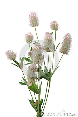 Haresfoot Clover (Trifolium Arvense) on White Background Stock Photo