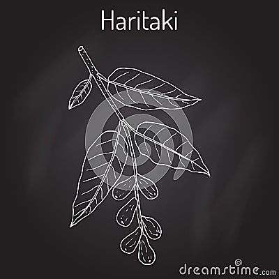 Haritaki Terminalia chebula , or black, or chebulic myrobalan, Ayurveda plant Vector Illustration