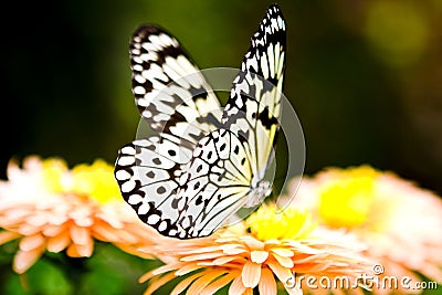 Harlequin Butterfly Stock Photo