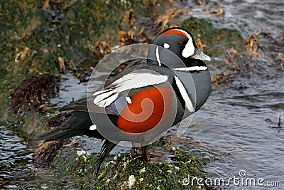 Harlequin Duck Stock Photo