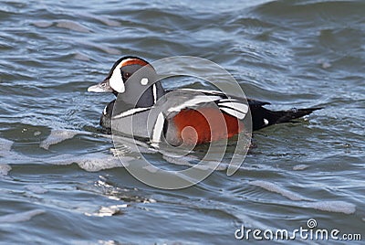 Harlequin Duck Stock Photo