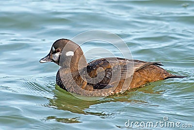 Harlequin Duck Stock Photo