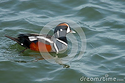 Harlequin Duck Stock Photo