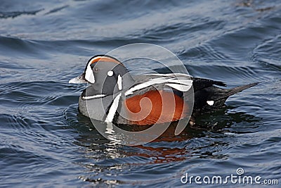 Harlequin Duck Stock Photo