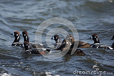 Harlequin duck, Histrionicus histrionicus, Stock Photo