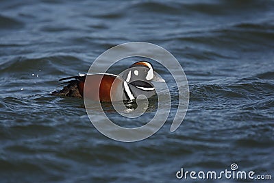 Harlequin duck, Histrionicus histrionicus, Stock Photo