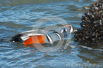 Harlequin Duck Stock Photo