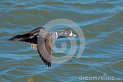 Harlequin Duck Stock Photo