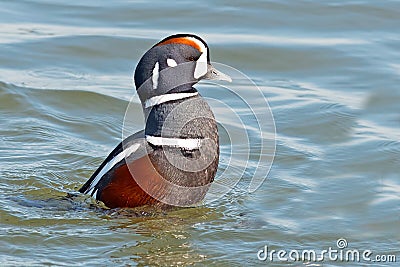 Harlequin Duck Stock Photo