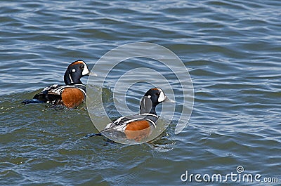 Harlequin Duck Stock Photo