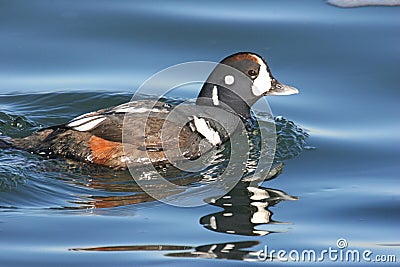 Harlequin Duck Swimming Stock Photo