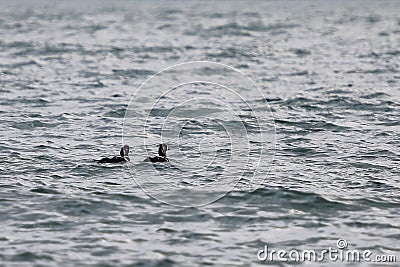 Harlequin ducks Histrionicus histrionicus swimming on the sea surface. Two drakes on the water. Group of wild ducks in natural h Stock Photo