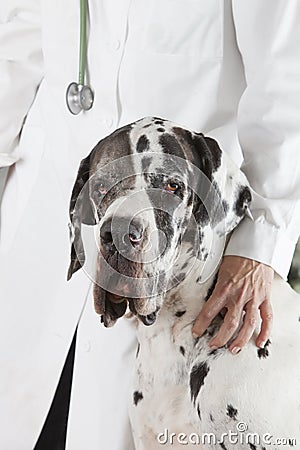 Harlequin Great Dane Stock Photo