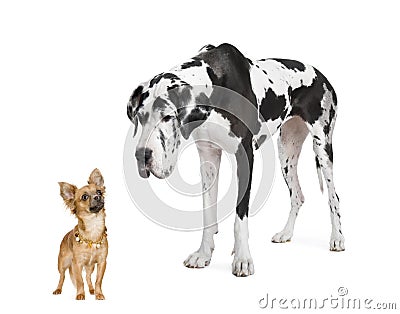 Harlequin Great Dane (4 years) looking down at a Stock Photo