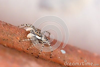 Harlequin jumping spider Stock Photo