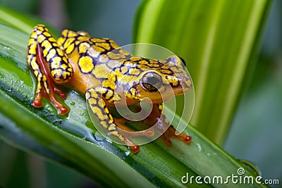 Harlequin poison dart frog Stock Photo